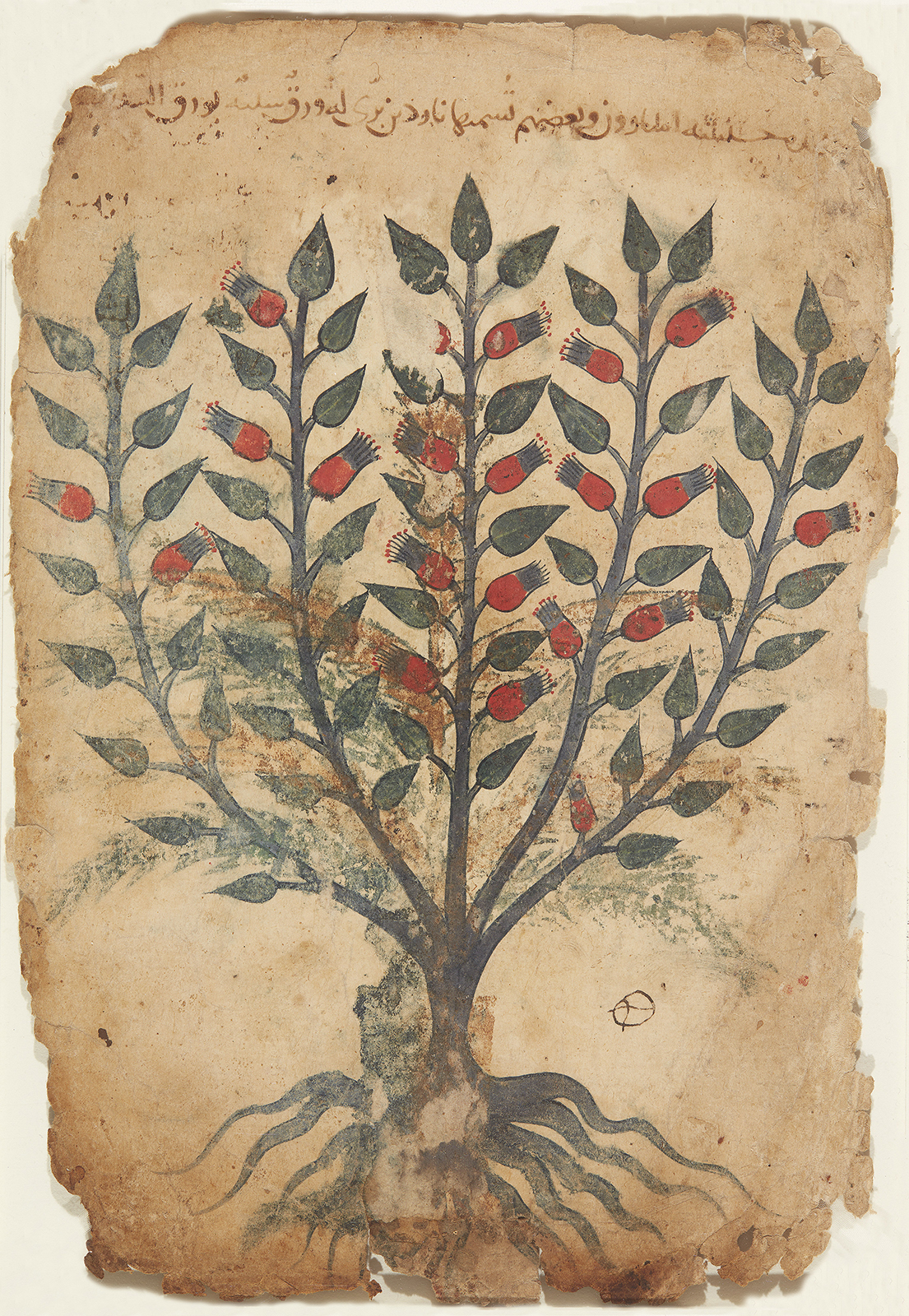 Folio from the Manuscript of Khawass al-Ashjar (The Characteristics of Trees) by Author: Dioscorides, Greek, ca. 40 - ca. 90